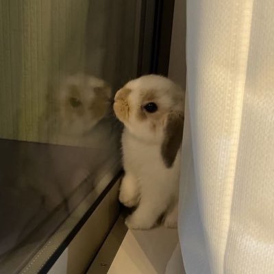 misothrow's profile picture. 