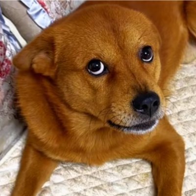 bnb_xiaopang's profile picture. The TikTok sensation who stole millions of hearts... and now he's stealing the crypto world! 🐕✨