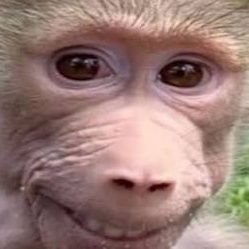 mmkhperson's profile picture. I'm a miner ⛏️, a crafter 😎, and a fucking idiot.

Dug a hole in #vocacraft 🕳️ 

18 bi