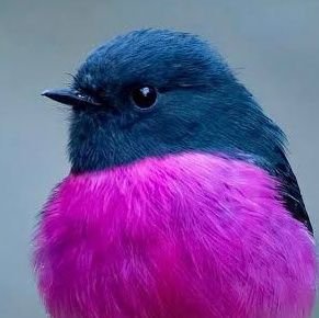 shipshaaa's profile picture. i'm shipshak i like birds and everything nice