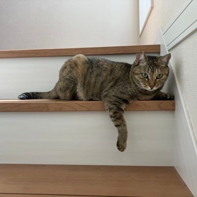 z3FdyL9Dzo41813's profile picture. 