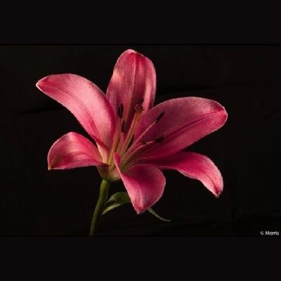 iii4xv's profile picture. -