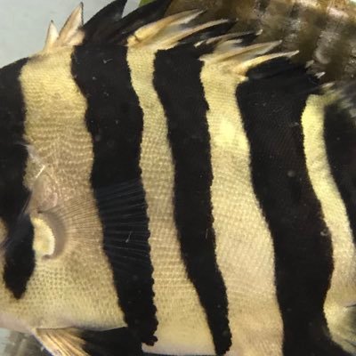 toushinowaza's profile picture. とうとうハイローに消えられた許せねえ💢こんなにあっさりなくなるとは…入金しては溶けた俺の数百万…チクショー！#バイナリーオプション #FX #投資 #株式投資 #ギャンブル #パチンコ #パチスロ