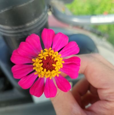 115115115Zz's profile picture. 🔰