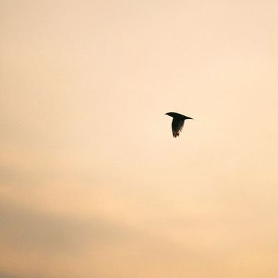 1tomasgomez's profile picture. 