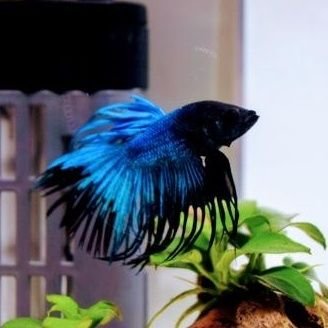 DWAdrXzI0sAC2XQ's profile picture. 