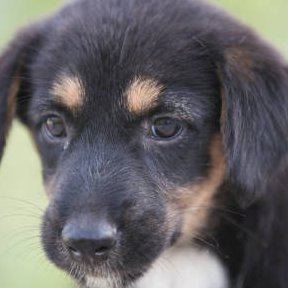blackydogo's profile picture. Old accs in the link below