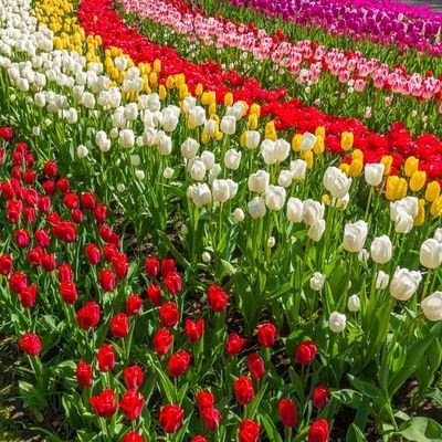 Miharu798282's profile picture. 