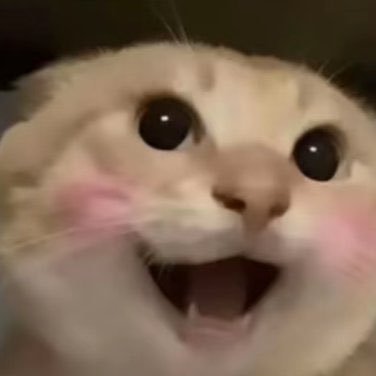 hajimi_CT0_BNB_'s profile picture. 中文最火的MEME猫咪-哈基米 获得全网千亿播放量和无数的二创音乐 由粉丝驱动的CTO账号 Hajimi, China's most popular MEME cat, has hundreds of billions of hits and countless second-hand music