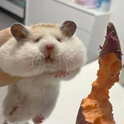 ua88814481's profile picture. 이것저것 공부 & 리트윗