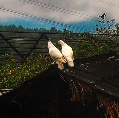Ayakito_13's profile picture. Hello
Pls don't mind this passerby :)