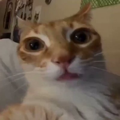 dxritq's profile picture. 