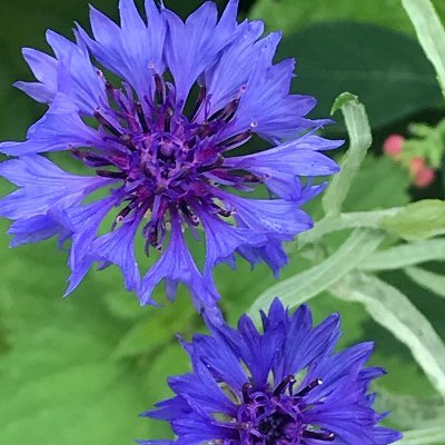BenediktNore's profile picture. Schmeckt, sieht immer gut aus, fühlt sich immer frisch u gesund an, verträgt sich mit fast allem.

In me omnis spes mihi est
Meine ganze Hoffnung liegt in mir.