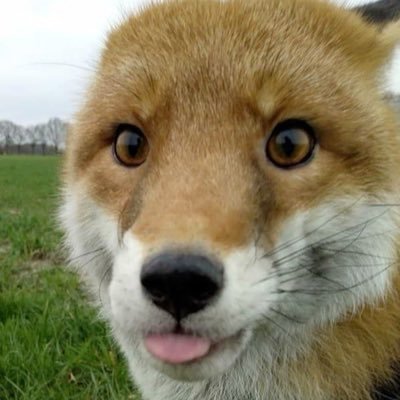 semi_wild_fox's profile picture. Semi | 19yo | yapping abt my interests | English isn’t my first language so feel free to correct me🩷