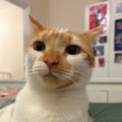 binkywinkywoo's profile picture. busy Sitting weird. sister is @nelliewelliewoo