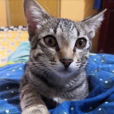 shrisha4real's profile picture. hello