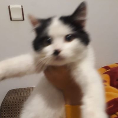 ferventzz's profile picture. 