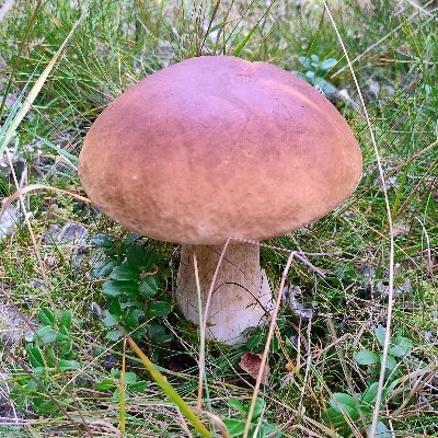 forgetItForgot's profile picture. Efter ett halvt liv av nonchalant börsbeteende började jag bygga långa portföljen under 2023. Portföljen för swingtrading såg dagens ljus våren 2025.