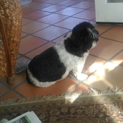 TRAVISDEAN91823's profile picture. BEEN IN NEW MEXICO NEARLY MY ENTIRE LIFE. GRADUATE OF EASTERN NEW MEXICO UNIVERSITY. I LOVE ALL MY ANIMALS. THE NEWEST ONE, A DOXIN, TRIES EVERYONES PATIENCE.
