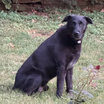 TennisEsVida's profile picture. Lit Prof 🇫🇷 🇪🇸. Sto imparando 🇮🇹 . RAFALCARAZ , 🎼 and 🎸 🎸. "La mamma degli idioti è sempre incinta". TERPS 🐢