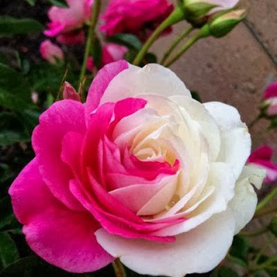 noorwalikh19477's profile picture. 