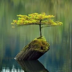 pipcounterz's profile picture. 