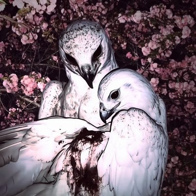 cc3077854820493's profile picture. 格里菲斯