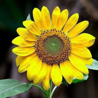 nasur91348's profile picture. 