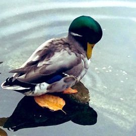 Poppy0651's profile picture. Passionate Travel Enthusiast