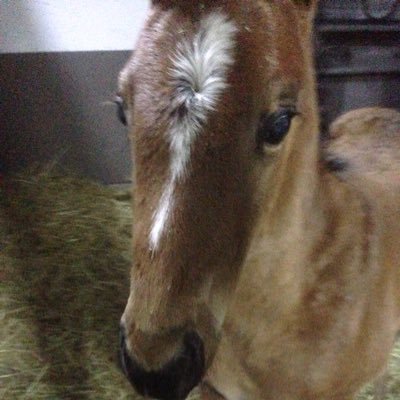 lega_imp_exi's profile picture. 週末はWINS🏇野球は阪神🐯プロレスは新日🦁色々呟いてます💦かわいい動物達🐴🐶🐱🐰には♡ダッシュ🏃‍♂️💨🙇‍♂️ひとネタぶっこみがちな人です💦