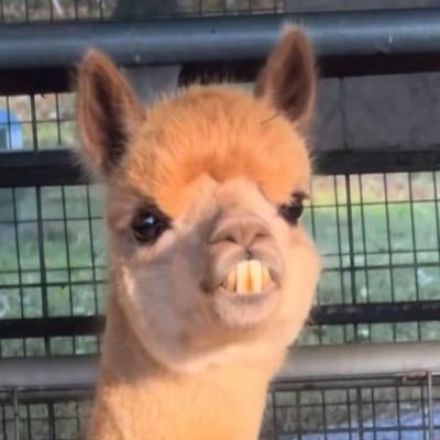 ICU2330's profile picture. 🖤🌙✌🏻