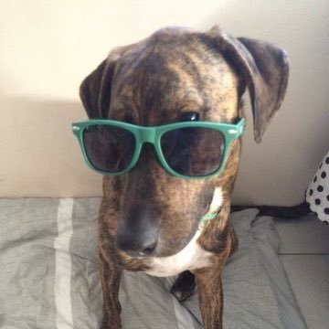 Dogtornico's profile picture. Veterinarian by profession. Investor/Trader. Economist.