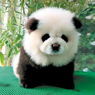 chowchow_bnb's profile picture. 松狮犬是抖音上最火的熊猫狗