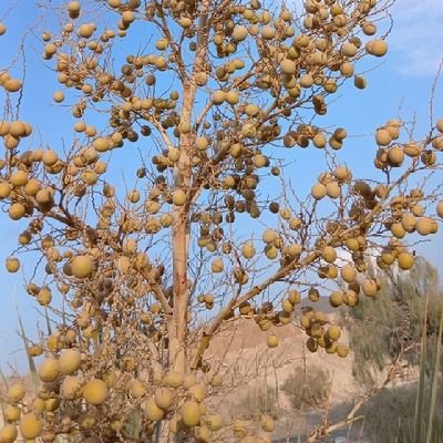 salma_mada70310's profile picture. محیط بان ،عاشق طبیعت،کوهنورد