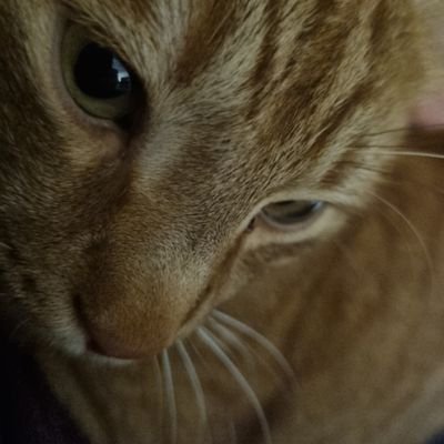 jolenejjrocks's profile picture. 