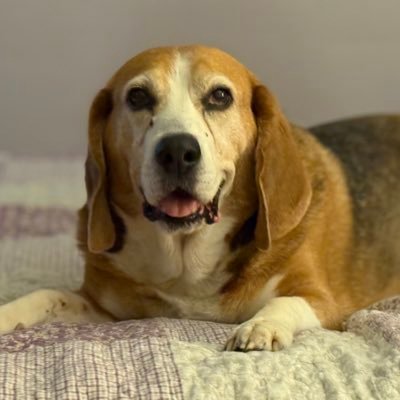 HoundDogLove1's profile picture. Enjoying life with Pete the bagel, Elwood the pup, and remembering the OG of beagles Charlie 🐾🌈❤️