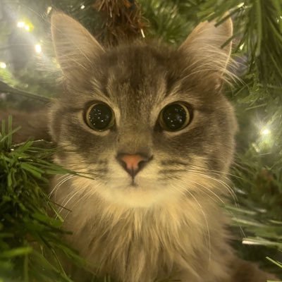 warionig's profile picture. Laugh and the world laughs with you, weep and you weep alone.