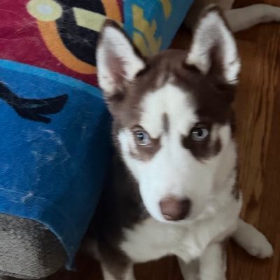 shawntebrownv's profile picture. 