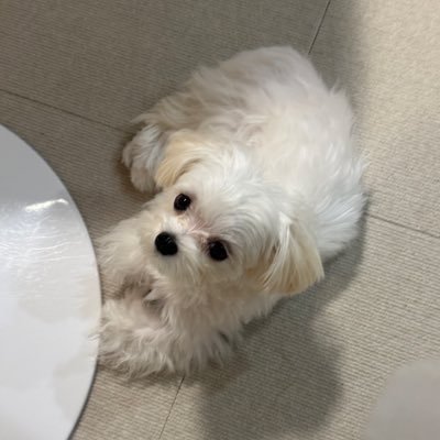 kurumi20250321's profile picture. 2025/3/21生まれのマルチーズの女の子です。分離不安気味なので日々トレーニングを頑張ってます🏋️‍♀️2.3キロ⚠️無断転載禁止