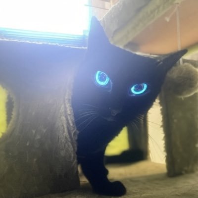 CaesarsCatArmy's profile picture. ✨ Cat photos/content ✨ We kept a whole litter of kittens | Veteran | Ft Benning Alumni |