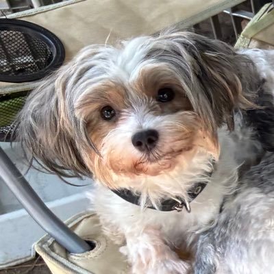 RebeccaRog7ds's profile picture. Traveling across North America. Lover of animals, satire, medical research, Buddhism, travel, music, comedy &a good documentary! Proud OT7 E Pluribus Unum NoDMs