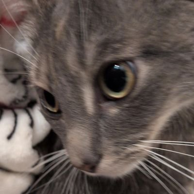 2Brookx's profile picture. Non binary and Pansexual squirrel 🐿️🐿️ 
I like squirrels 
I also vlog!!!