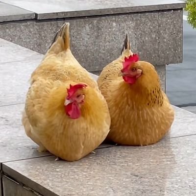 xujienvxi's profile picture. 