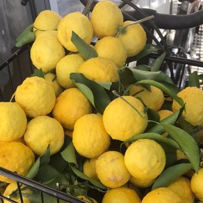 aterra53461212's profile picture. 日本や世界がより良くなりますように。役立つポストを積極的にリポスト 👍致します。May Japan and the world become better places.移民✖️🇯🇵農業・国産応援・湘南🌊・🐈‍⬛猫好き・”日本はまだ間に合う”🐅🍊