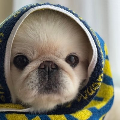 PoYoizD6zo318's profile picture. 