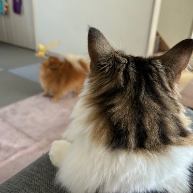 savoia159's profile picture. 適度な社畜。🐕キラ'23/5/18🐈ロッシ'24/4/6。🚗🐍🏍️🎵(🏍️)🚲🇮🇹