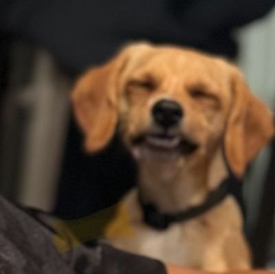 patentjt's profile picture. Sports, Tech Gear, Gaming, Movies & EV's