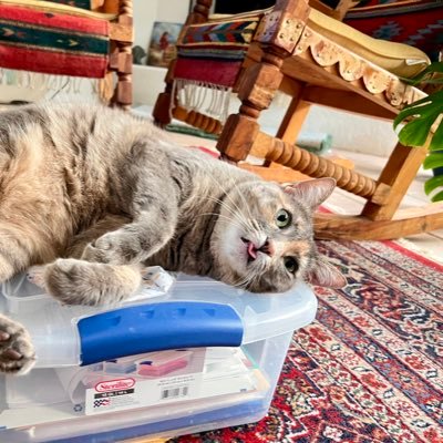 ToughCrookie's profile picture. 