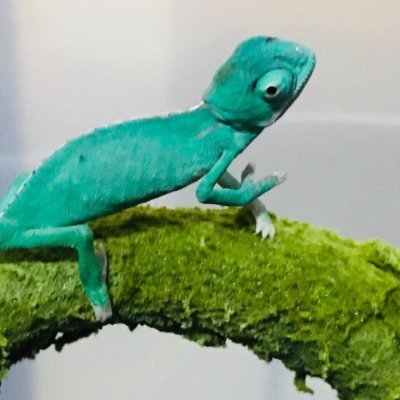 drkja77146179's profile picture. 私は台湾出身の32歳の女性で、カメレオンの飼育と日本の文化が好きです。日本の同じ趣味を持つ人たちと知り合いたいと思っています。