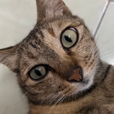 bibdibboo's profile picture. 